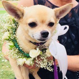 Sydney Eco Weddings